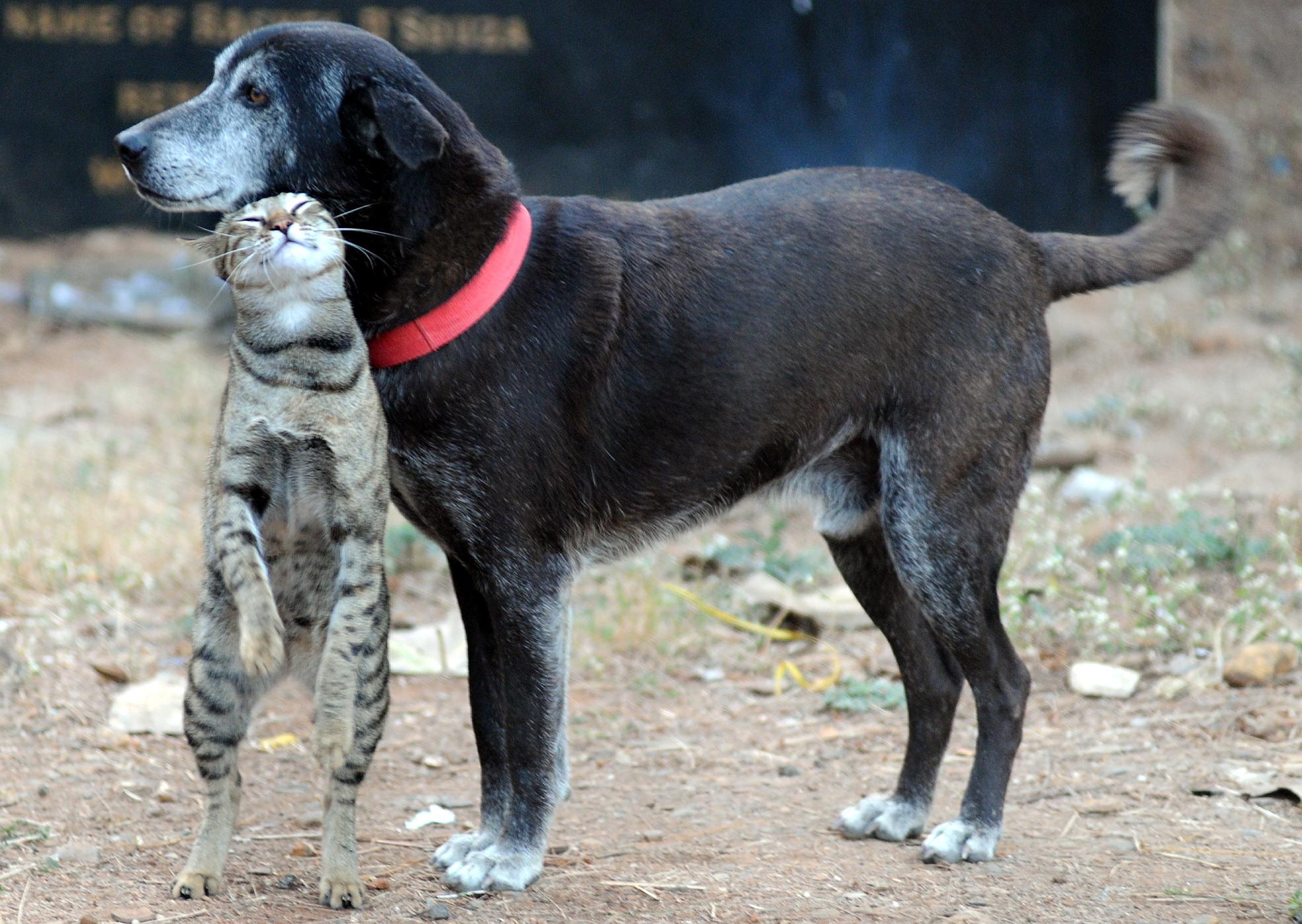 Dog (Kalu) and Cat (Bhuri) share a close friendship at Carter Road, Bandra every day in evening.
Pic/Nimesh Dave